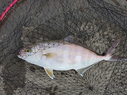 f:id:kentanaaa:20211019184815j:plain