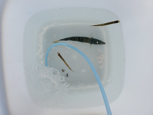 f:id:kentanaaa:20211031205916j:plain