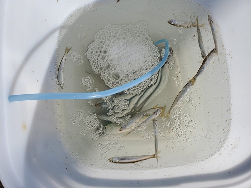 f:id:kentanaaa:20211031213147j:plain