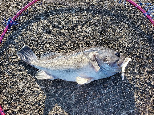 f:id:kentanaaa:20211031232929j:plain