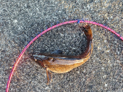 f:id:kentanaaa:20211104233335j:plain