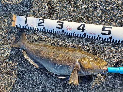 f:id:kentanaaa:20211104233405j:plain