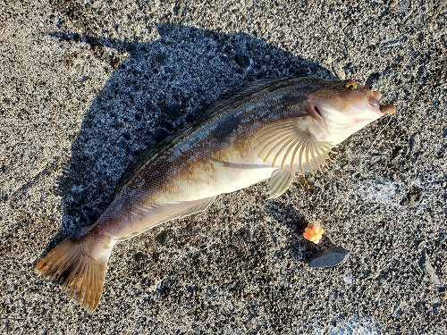 f:id:kentanaaa:20211104233441j:plain