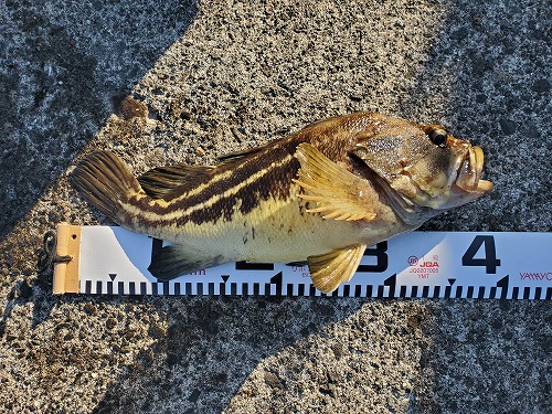 f:id:kentanaaa:20211104233529j:plain