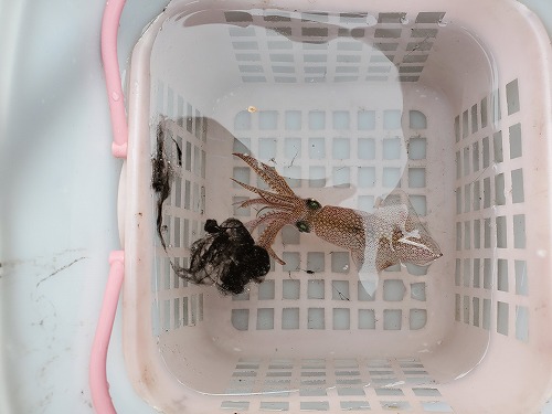 f:id:kentanaaa:20211108214254j:plain