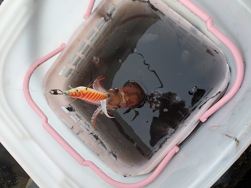 f:id:kentanaaa:20211108215143j:plain