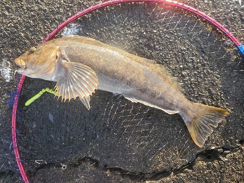 f:id:kentanaaa:20211208183216j:plain