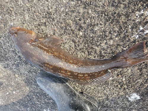 f:id:kentanaaa:20211208184820j:plain