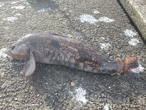 f:id:kentanaaa:20211208185039j:plain