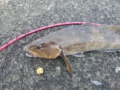 f:id:kentanaaa:20211208185934j:plain