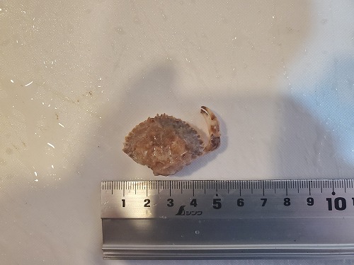 f:id:kentanaaa:20211208191041j:plain