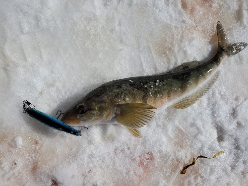 f:id:kentanaaa:20220304231658j:plain