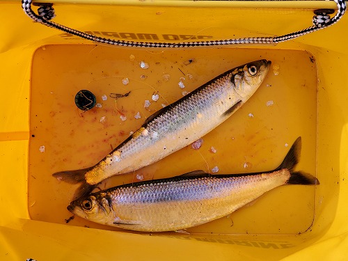 f:id:kentanaaa:20220411170635j:plain