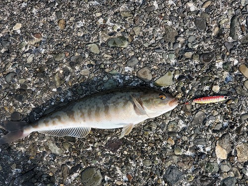 f:id:kentanaaa:20220411172342j:plain