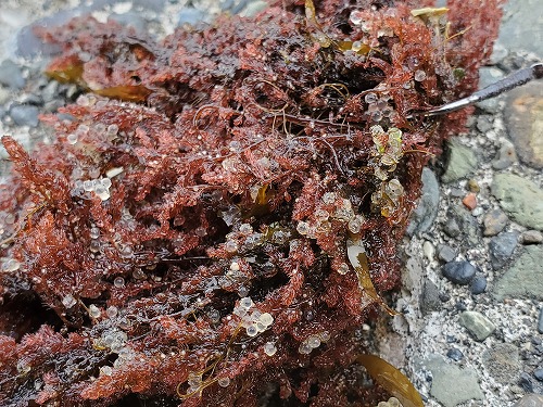 f:id:kentanaaa:20220411174400j:plain