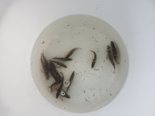 f:id:kentanaaa:20220414084425j:plain