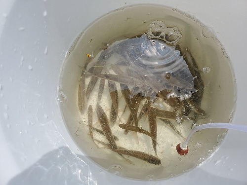 22 7 19石狩湾新港でシャコ釣り 早期退職で趣味ざんまい