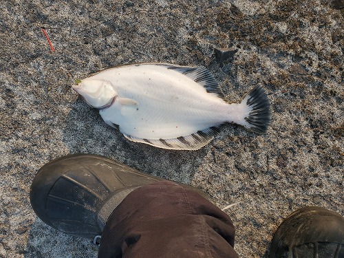 サケ釣りやカレイやホッケ釣りなどにいかがでしょうか？ 釣りなら北海道】ホッケ・カレイ・独占釣り場で釣りならさんと楽しめた