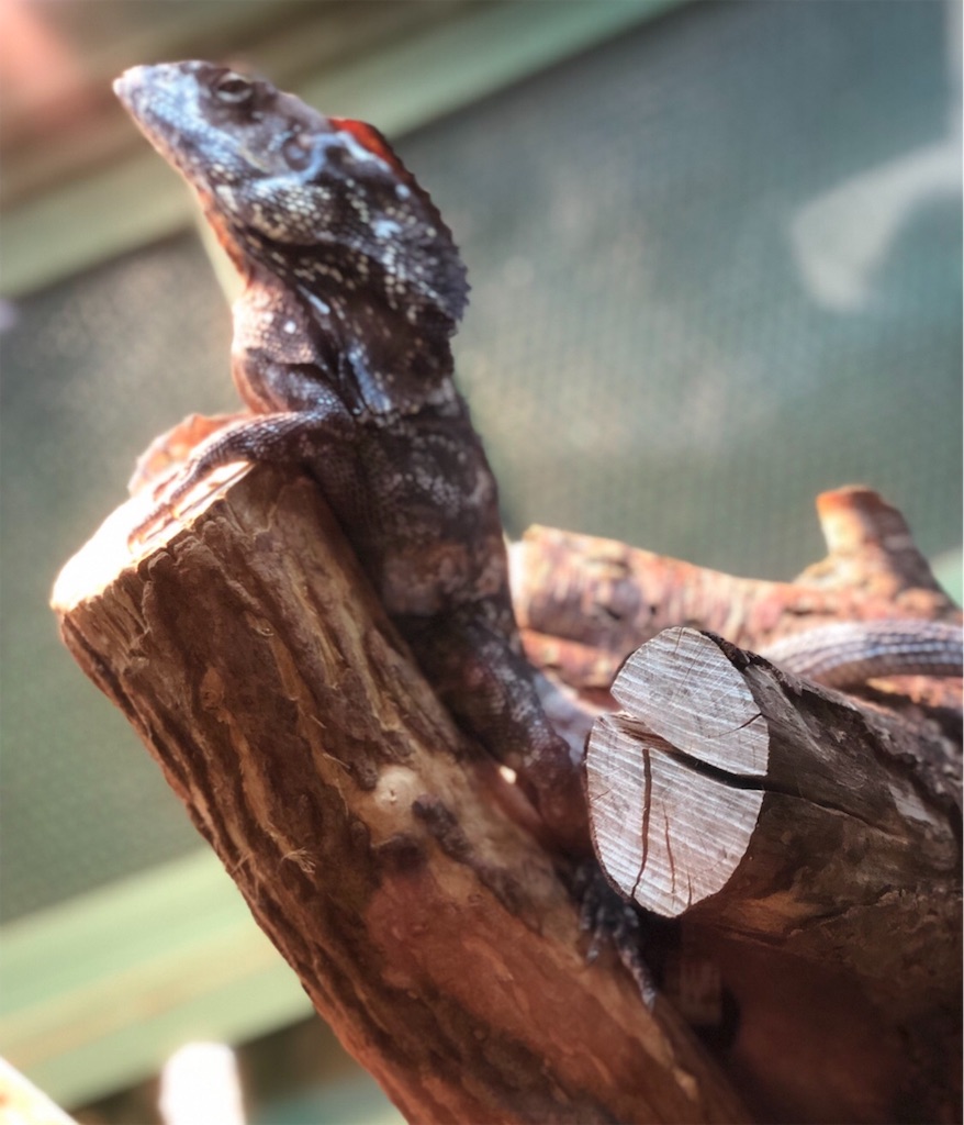 f:id:kentanoblog:20181229102040j:image f:id:kentanoblog:20181229102040j:image