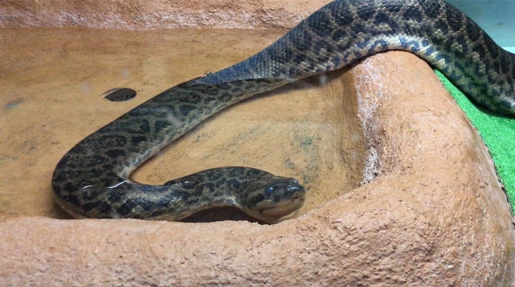 f:id:kentanoblog:20181229102128j:image f:id:kentanoblog:20181229102128j:image