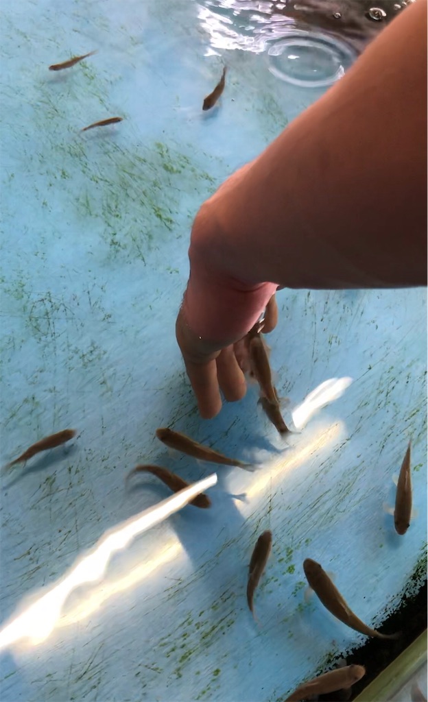 f:id:kentanoblog:20181229102305j:image f:id:kentanoblog:20181229102305j:image