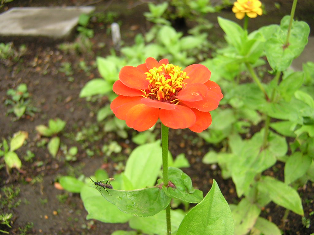 f:id:kentaro-suto:20190124192917j:plain f:id:kentaro-suto:20190124192917j:plain