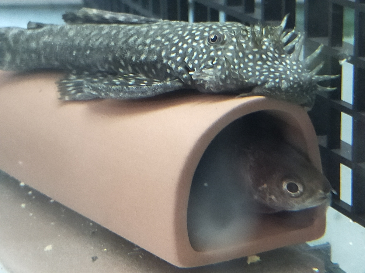 熱帯魚色々 プレコ、ナイフフィッシュ