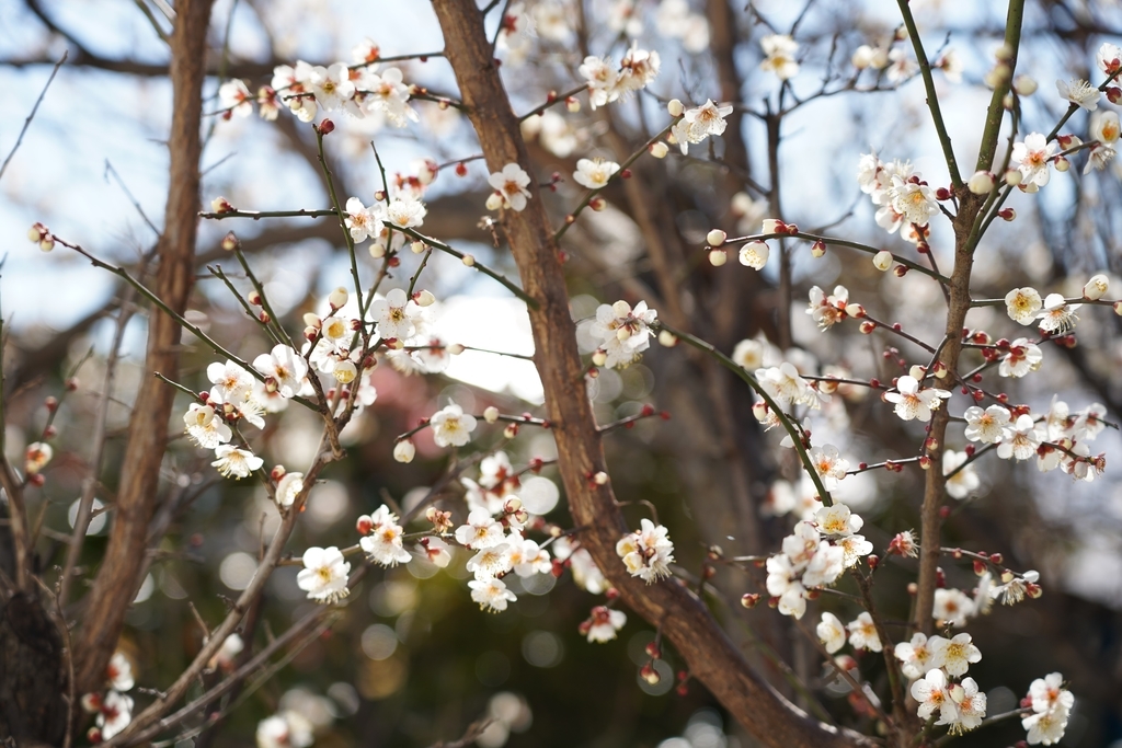 f:id:kenthug:20190204125403j:plain