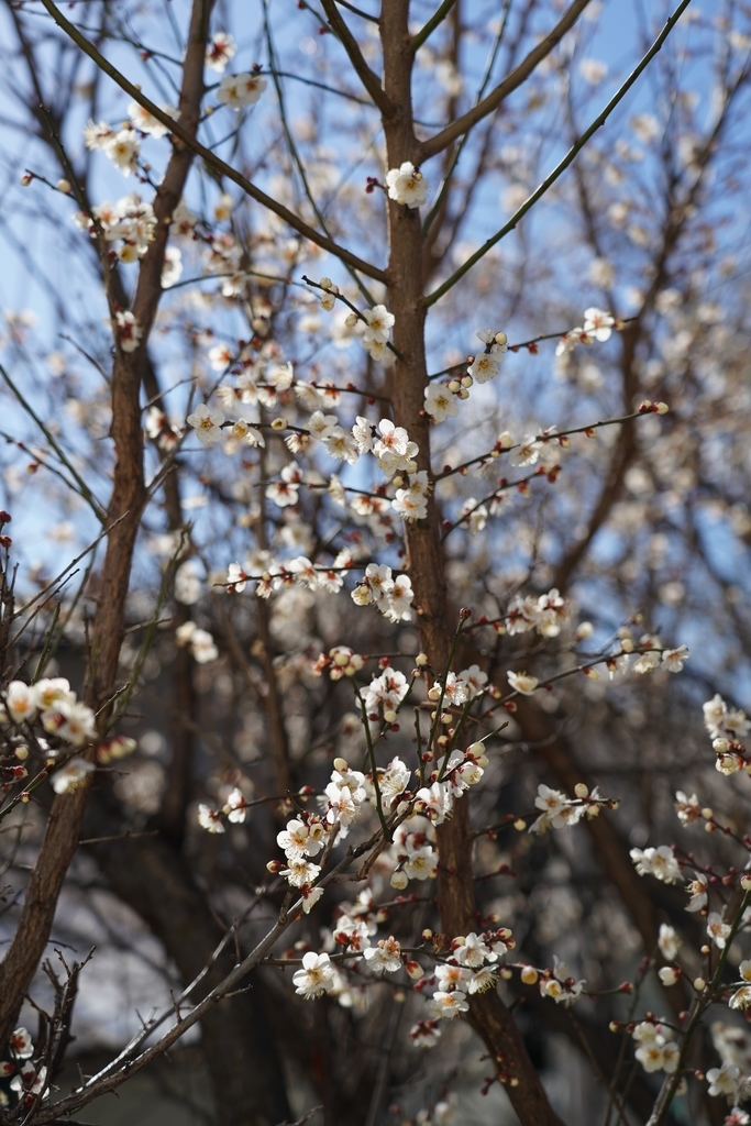 f:id:kenthug:20190204125406j:plain