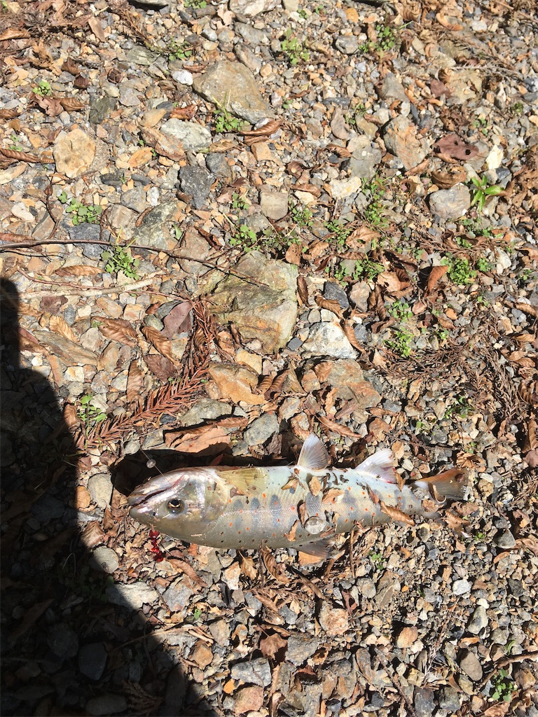 f:id:kentusaky:20190916150027j:image f:id:kentusaky:20190916150027j:image