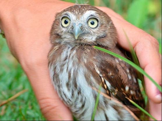 Hd限定ブラジル 動物 有名 最高の動物画像 Hd限定ブラジル 動物 有名 最高の動物画像