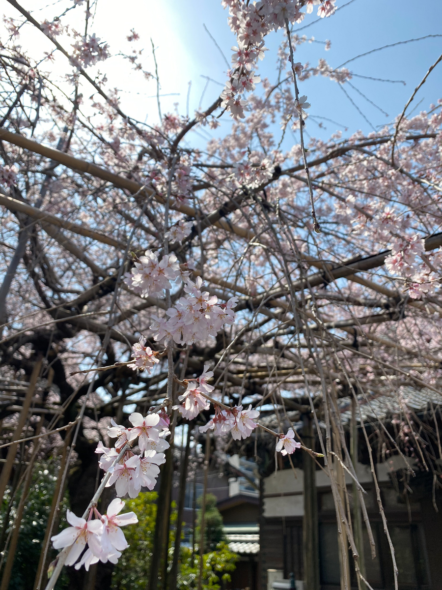 f:id:kenzoi:20210327133838j:plain