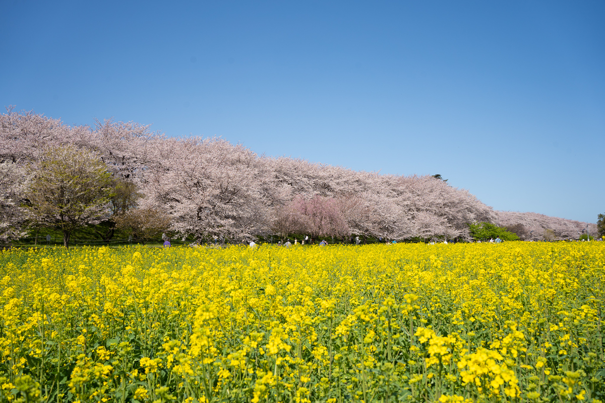 f:id:kenzoi:20210331164113j:plain