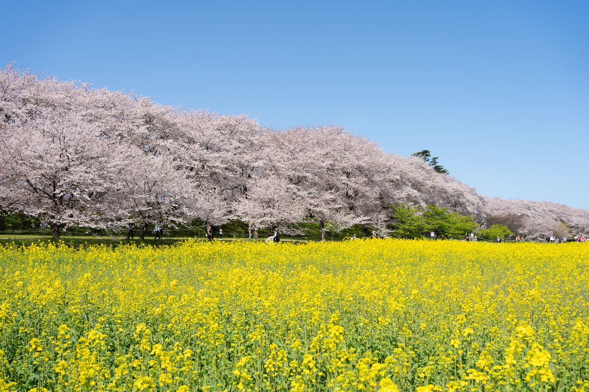 焦点距離】権現堂で桜と菜の花を撮影したら、意外と35mmで事足りた