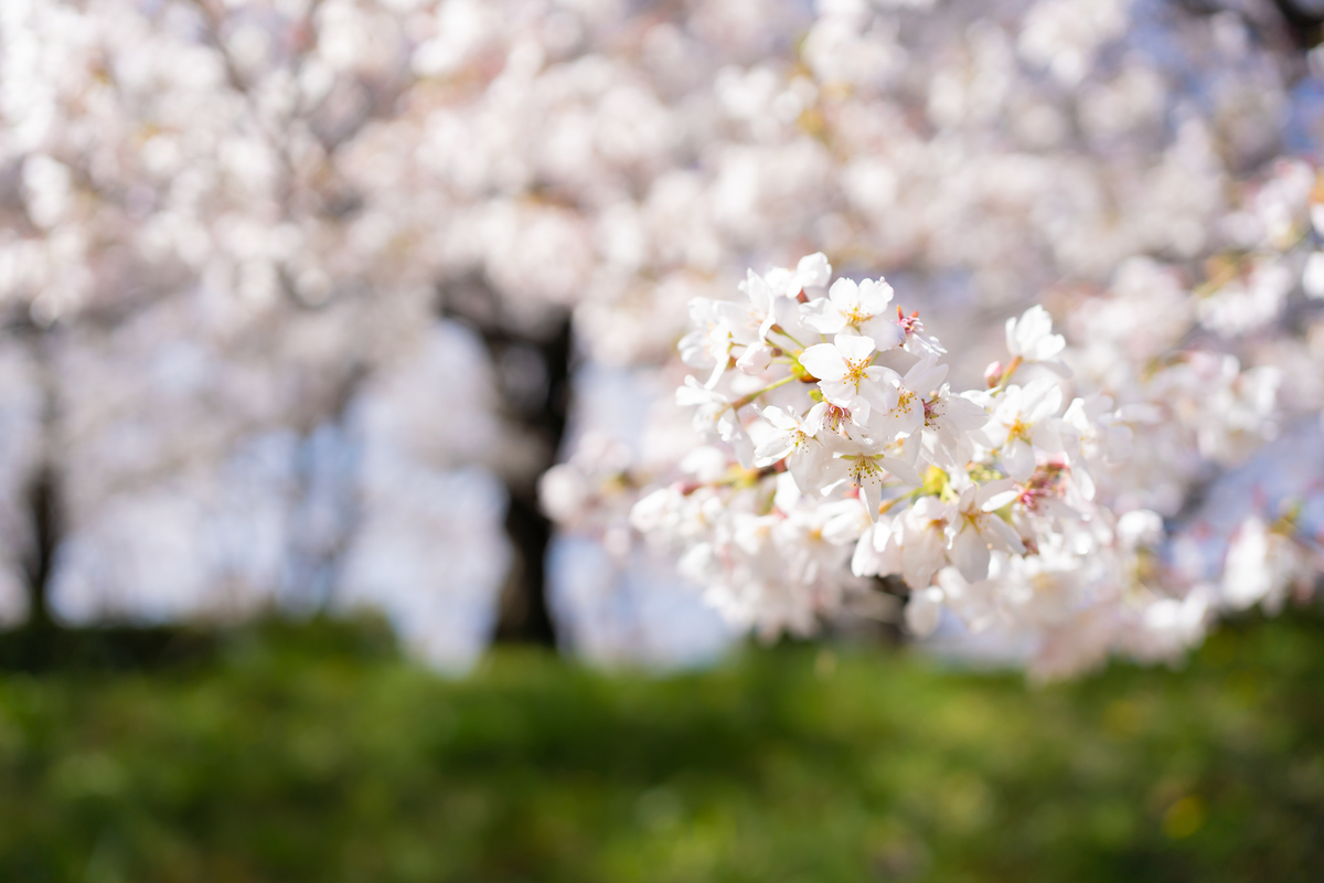 【美品】Nikon 35mm 単焦点レンズ 一眼レフ 撮影 入学式 桜 焦点距離】権現堂で桜と菜の花を撮影したら、意外と35mmで事足りた