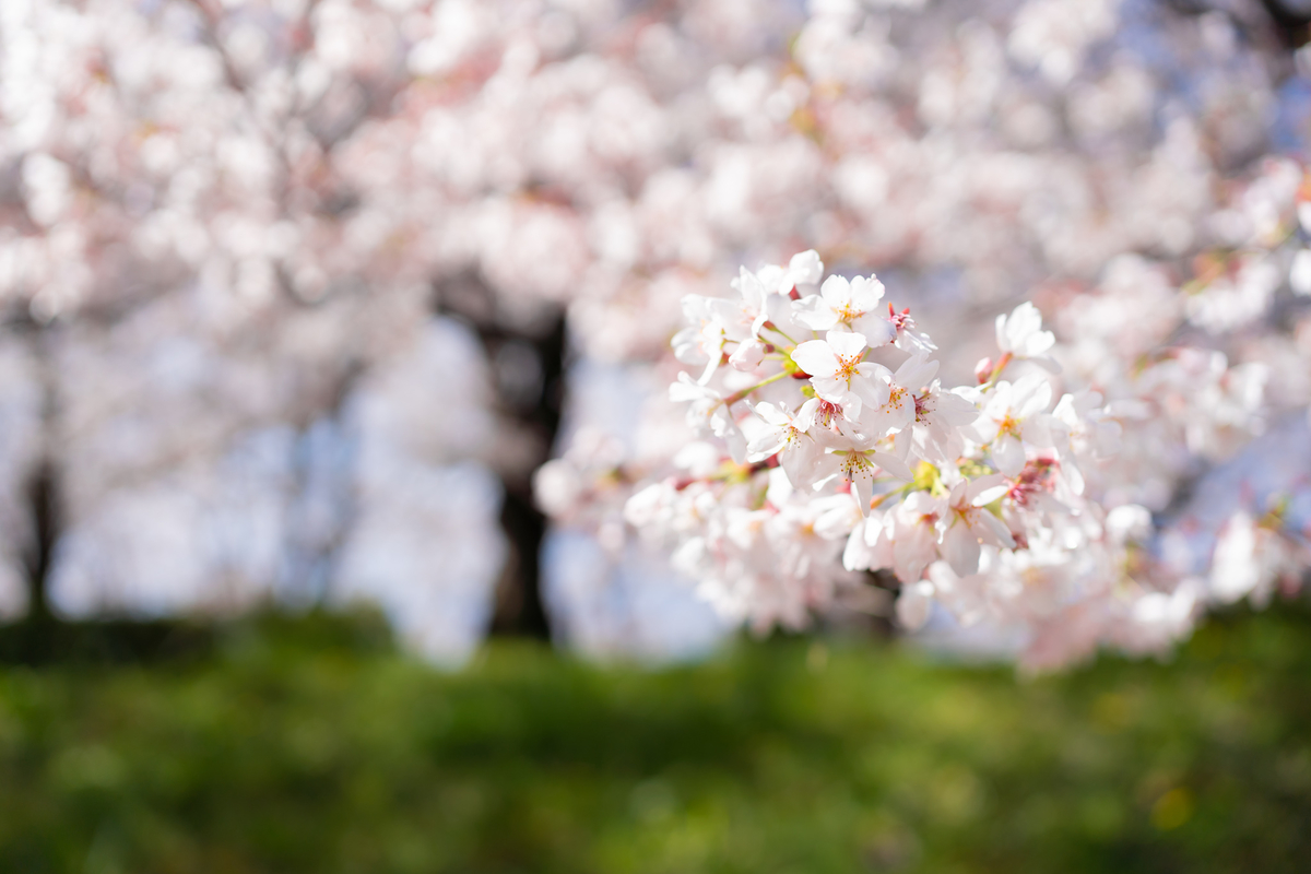 【美品】Nikon 35mm 単焦点レンズ 一眼レフ 撮影 入学式 桜 焦点距離】権現堂で桜と菜の花を撮影したら、意外と35mmで事足りた