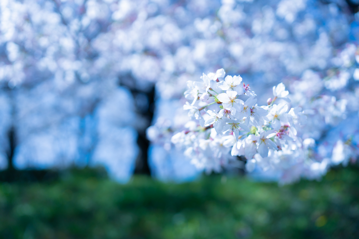f:id:kenzoi:20210402144226j:plain