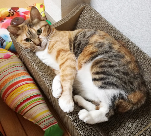 f:id:kerikeri:20180126120655j:plain f:id:kerikeri:20180126120655j:plain