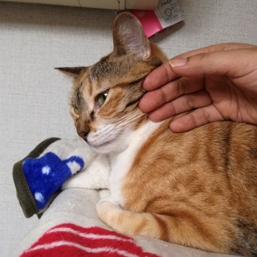 f:id:kerikeri:20180126121511j:plain f:id:kerikeri:20180126121511j:plain