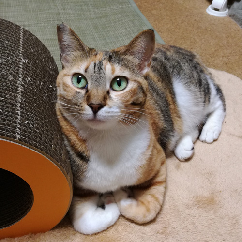 f:id:kerikeri:20180126122601j:plain f:id:kerikeri:20180126122601j:plain