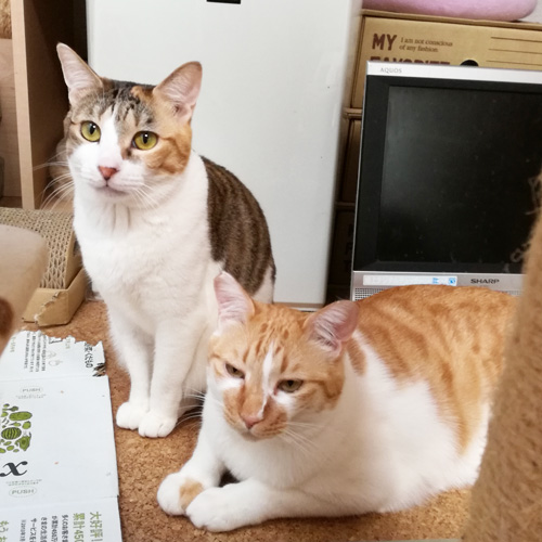 f:id:kerikeri:20180202103936j:plain f:id:kerikeri:20180202103936j:plain