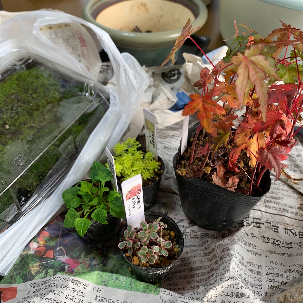 あこがれの紅葉の盆栽と黒松の植え替え - 色のおもちゃ箱～kero-made