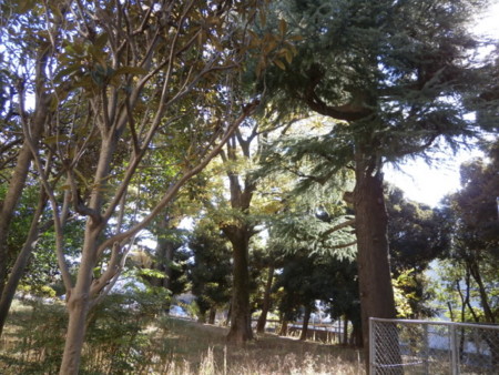 f:id:kerodon:20141114095330j:image:w360