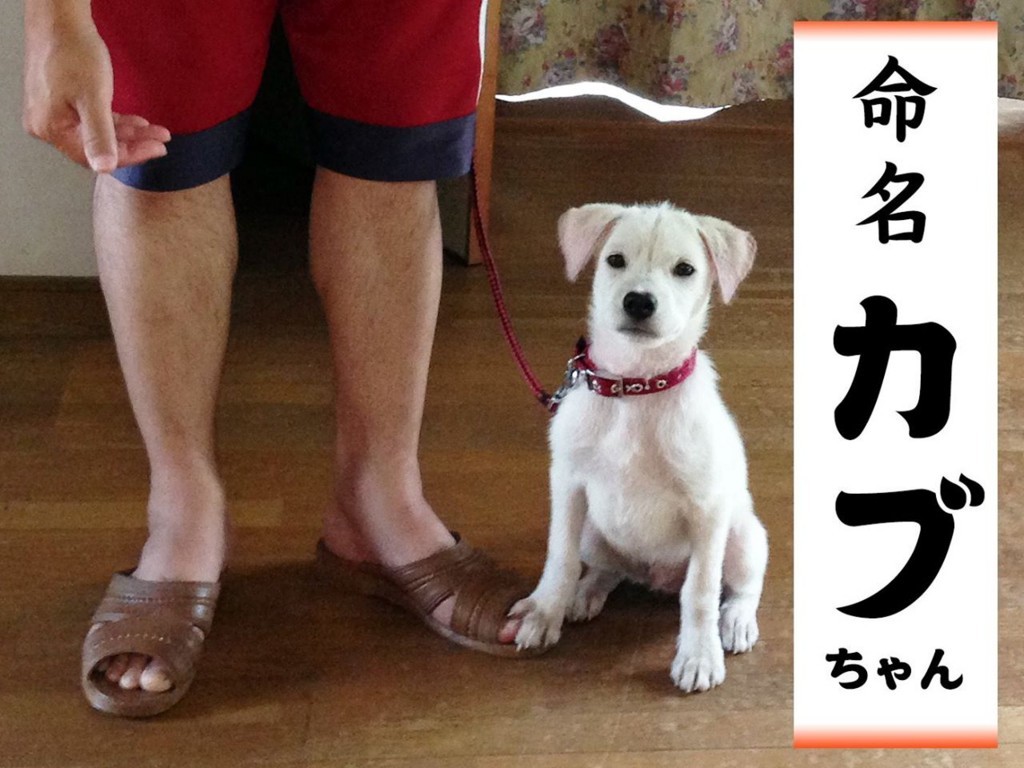 駄犬はテレビにでるようだ - だけんにっき