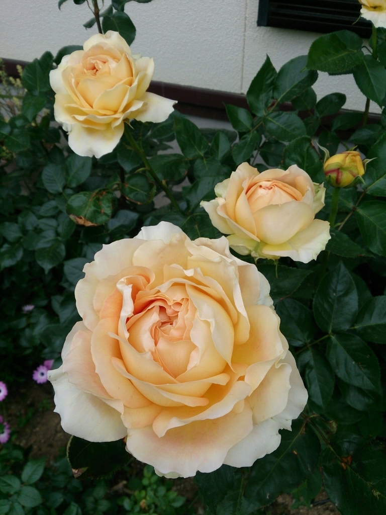 f:id:keropyonpyon:20181126104707j:plain f:id:keropyonpyon:20181126104707j:plain