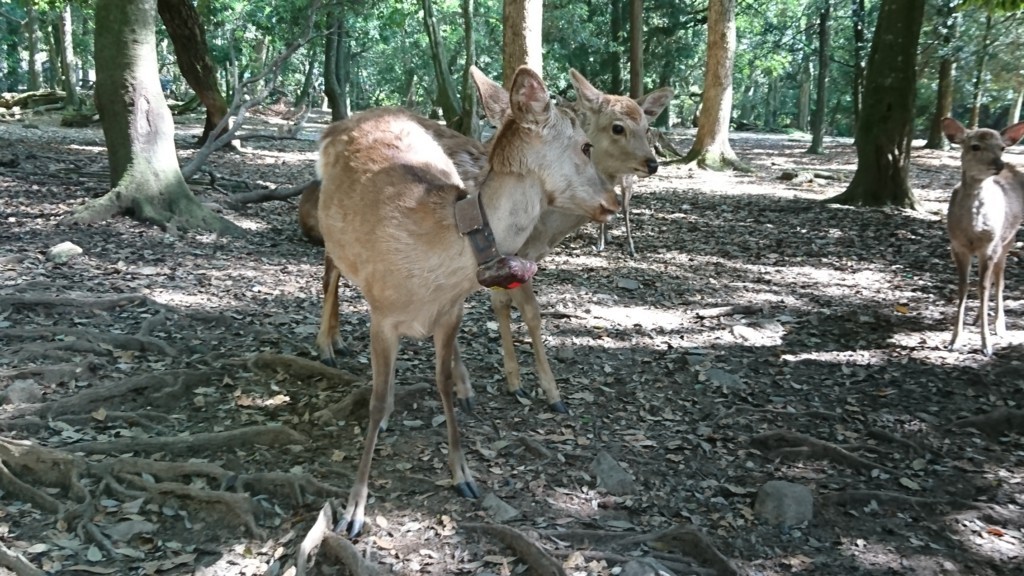 奈良公園のウォーリー鹿を探せ Narakoto