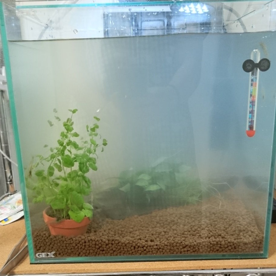 ふぐ水槽立ち上げ 道具編 ふぐと私と