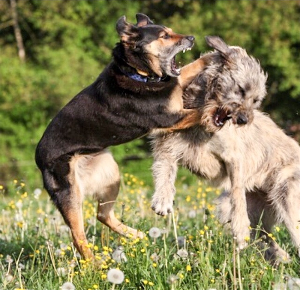 f:id:ketoraaa:20180905171953j:image