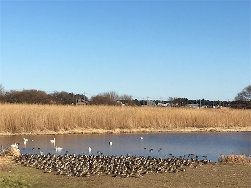 f:id:ketoraaa:20190102012319j:image