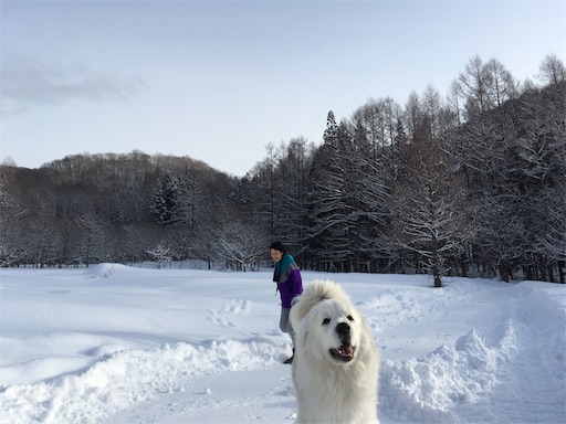 f:id:ketoraaa:20190215173134j:image